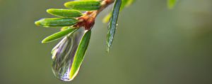 Preview wallpaper drop, water, branch, needles, macro