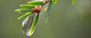 Preview wallpaper drop, water, branch, needles, macro