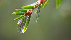 Preview wallpaper drop, water, branch, needles, macro