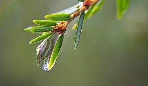 Preview wallpaper drop, water, branch, needles, macro