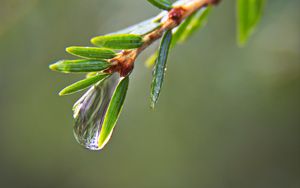 Preview wallpaper drop, water, branch, needles, macro