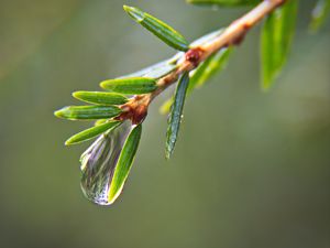 Preview wallpaper drop, water, branch, needles, macro