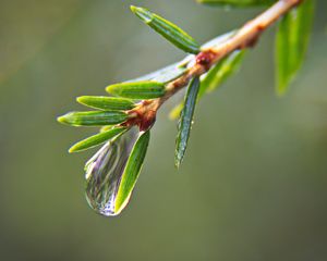 Preview wallpaper drop, water, branch, needles, macro