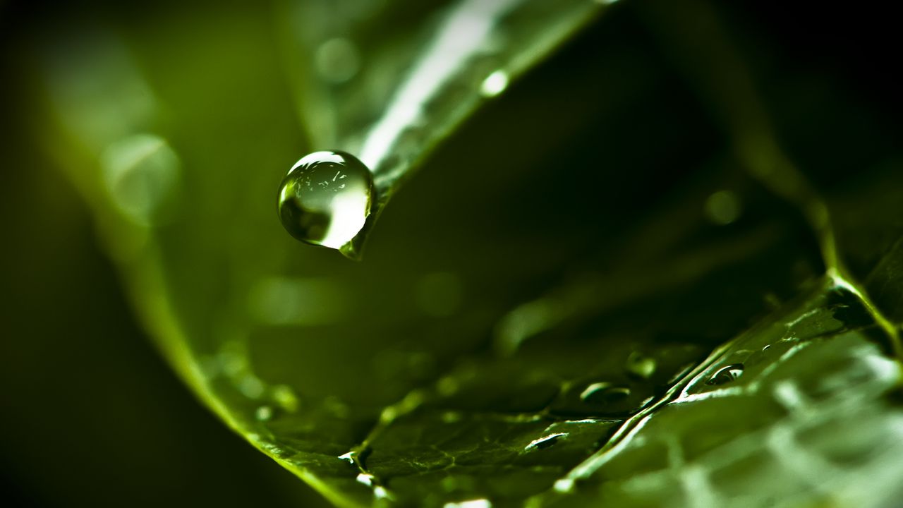 Wallpaper drop, water, dew, leaf, macro