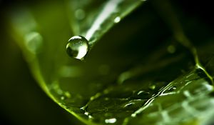 Preview wallpaper drop, water, dew, leaf, macro