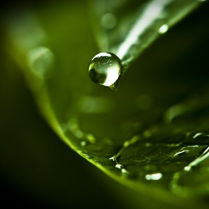 Preview wallpaper drop, water, dew, leaf, macro