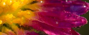 Preview wallpaper drop, water, flower, petals, blur, macro