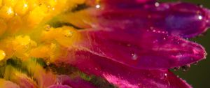 Preview wallpaper drop, water, flower, petals, blur, macro