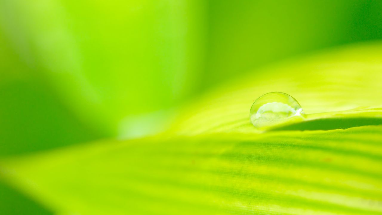 Wallpaper drop, water, leaf, green, macro