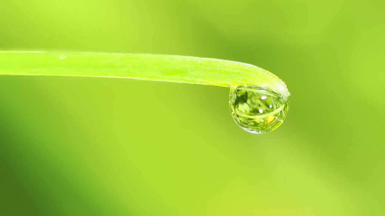 Wallpaper drop, water, leaf, macro, green