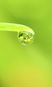 Preview wallpaper drop, water, leaf, macro, green