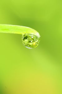 Preview wallpaper drop, water, leaf, macro, green