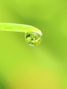 Preview wallpaper drop, water, leaf, macro, green