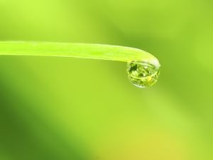 Preview wallpaper drop, water, leaf, macro, green