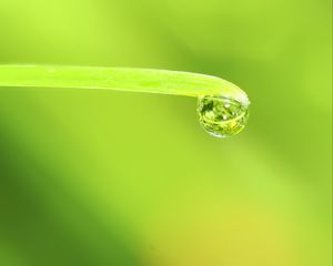 Preview wallpaper drop, water, leaf, macro, green