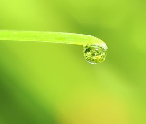 Preview wallpaper drop, water, leaf, macro, green