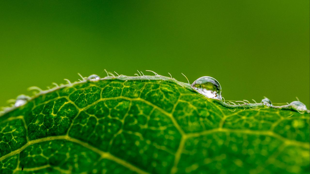 Wallpaper drop, water, leaf, green, macro, background