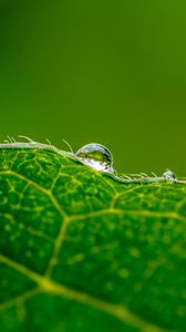 Preview wallpaper drop, water, leaf, green, macro, background