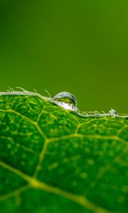 Preview wallpaper drop, water, leaf, green, macro, background