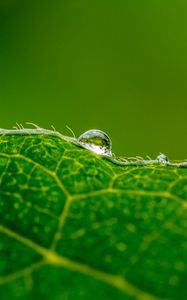 Preview wallpaper drop, water, leaf, green, macro, background