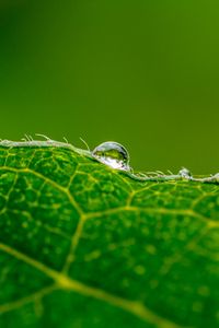 Preview wallpaper drop, water, leaf, green, macro, background