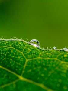 Preview wallpaper drop, water, leaf, green, macro, background