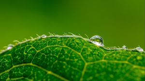 Preview wallpaper drop, water, leaf, green, macro, background