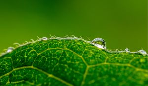 Preview wallpaper drop, water, leaf, green, macro, background