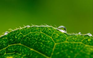 Preview wallpaper drop, water, leaf, green, macro, background