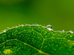 Preview wallpaper drop, water, leaf, green, macro, background