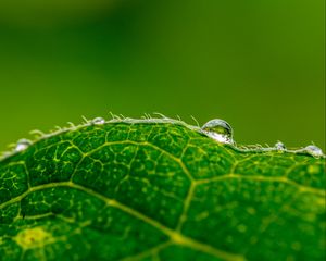 Preview wallpaper drop, water, leaf, green, macro, background