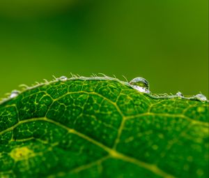 Preview wallpaper drop, water, leaf, green, macro, background