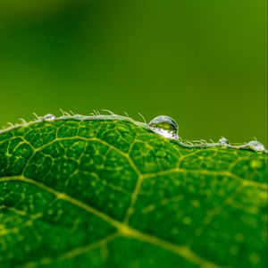 Preview wallpaper drop, water, leaf, green, macro, background