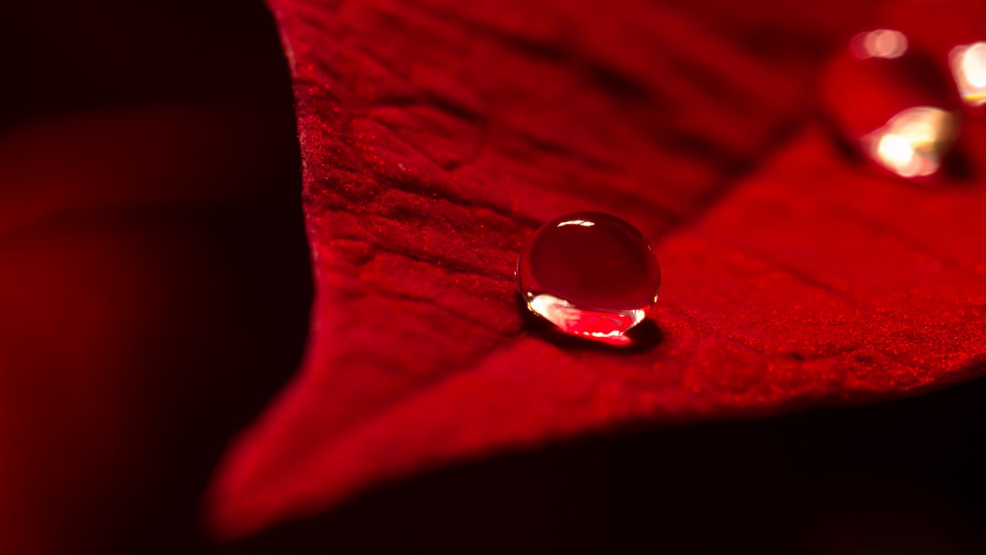 Download wallpaper 1920x1080 drop, water, leaf, macro, red full hd, hdtv,  fhd, 1080p hd background