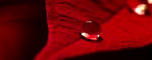 Preview wallpaper drop, water, leaf, macro, red