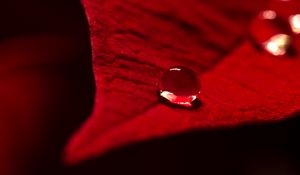 Preview wallpaper drop, water, leaf, macro, red