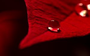 Preview wallpaper drop, water, leaf, macro, red