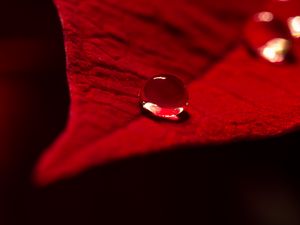 Preview wallpaper drop, water, leaf, macro, red