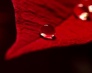 Preview wallpaper drop, water, leaf, macro, red