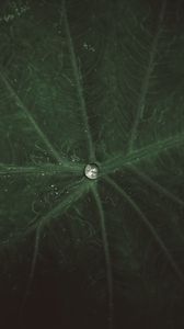 Preview wallpaper drop, water, leaf, macro, veins