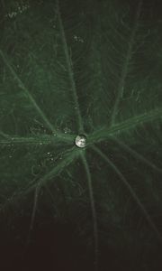 Preview wallpaper drop, water, leaf, macro, veins