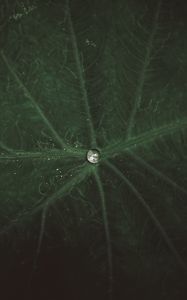 Preview wallpaper drop, water, leaf, macro, veins