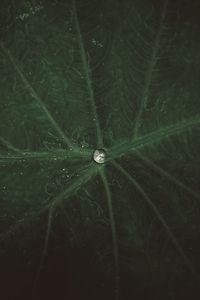 Preview wallpaper drop, water, leaf, macro, veins