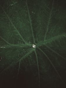 Preview wallpaper drop, water, leaf, macro, veins