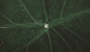 Preview wallpaper drop, water, leaf, macro, veins