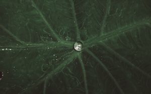 Preview wallpaper drop, water, leaf, macro, veins