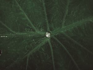 Preview wallpaper drop, water, leaf, macro, veins