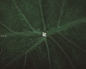 Preview wallpaper drop, water, leaf, macro, veins