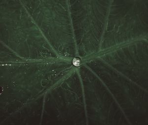 Preview wallpaper drop, water, leaf, macro, veins