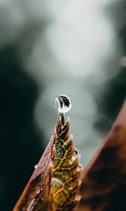 Preview wallpaper drop, water, leaf, macro